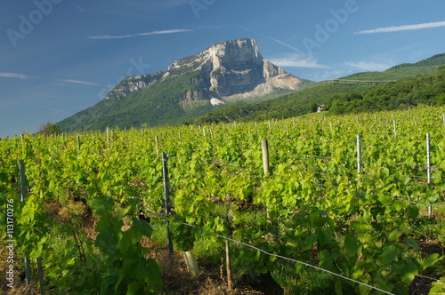 vignobles de savoie  photo