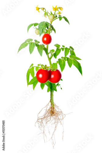 young seedling of fresh green and red tomatoes fruit and flowers