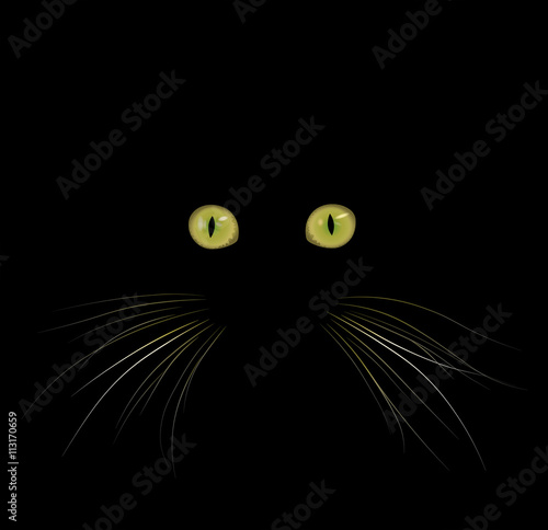 Tête de chat