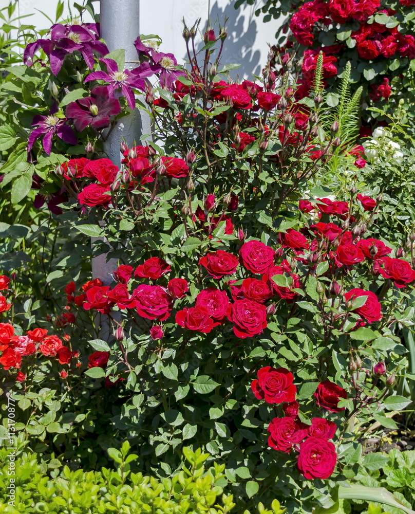 Red rose bush in bloom at natural outdoor garden, Sofia, Bulgaria 