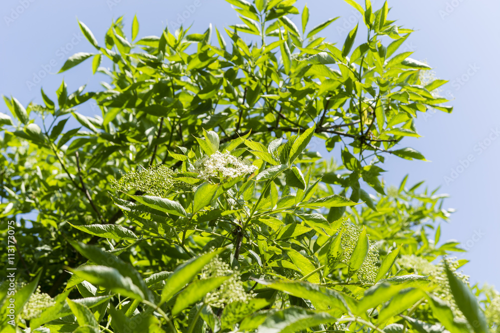 White elderberry flowers with green leaves White elderberry flowers with green leaves