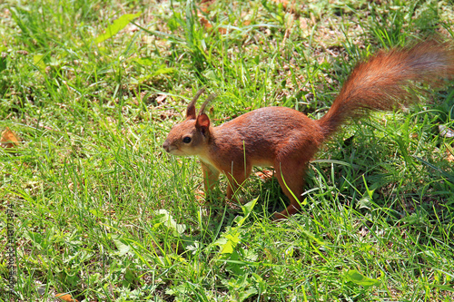 squirrel in the park