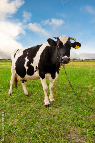 Fototapeta Naklejka Na Ścianę i Meble -  Cow on a green grass field.