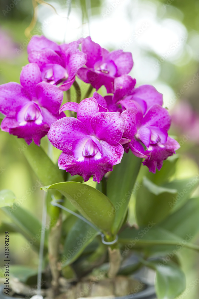 Pink orchids in the garden