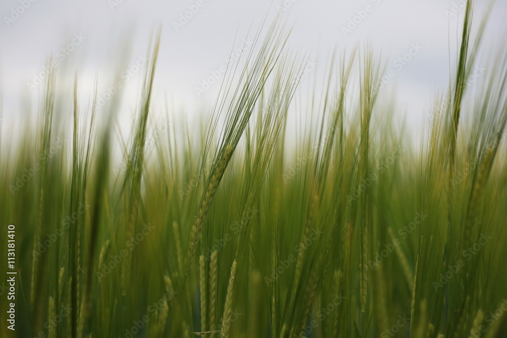 Ears of young barley field