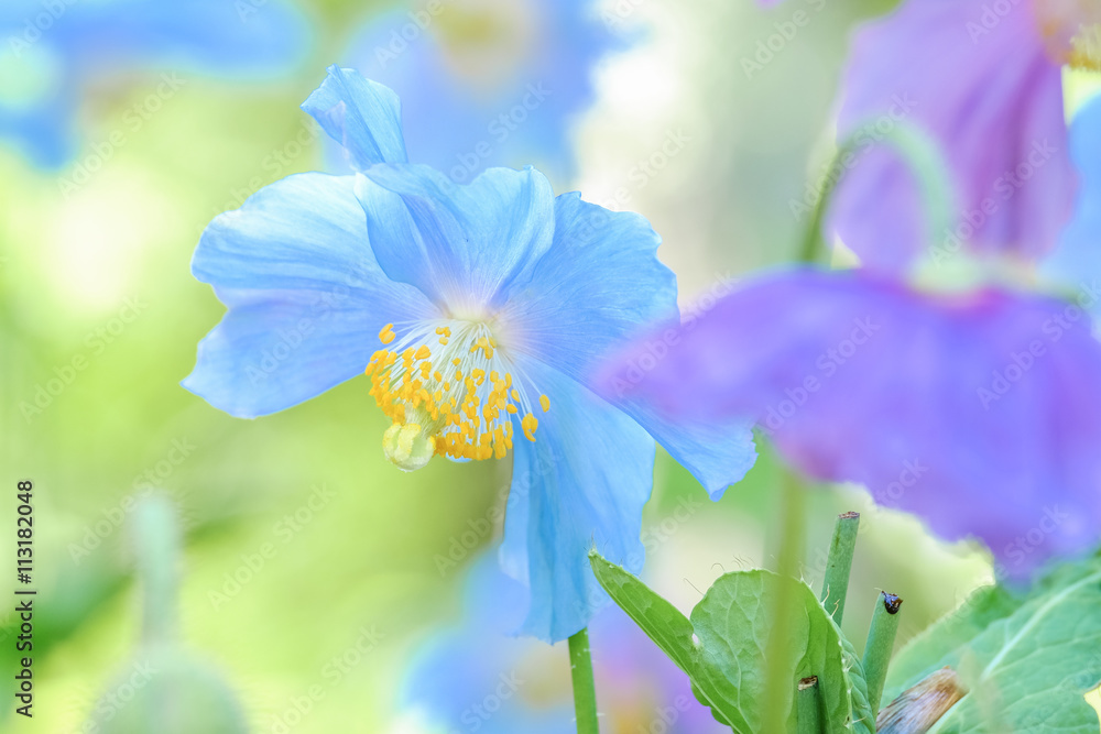 青いケシとピンクのケシ Stock Photo Adobe Stock 青いケシとピンクのケシ Stock Photo Adobe Stock