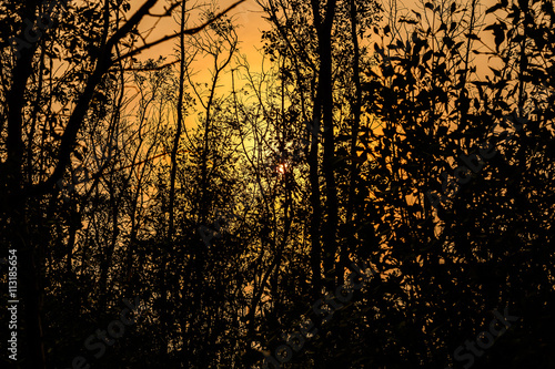 sunset with orange behind some coniferous trees