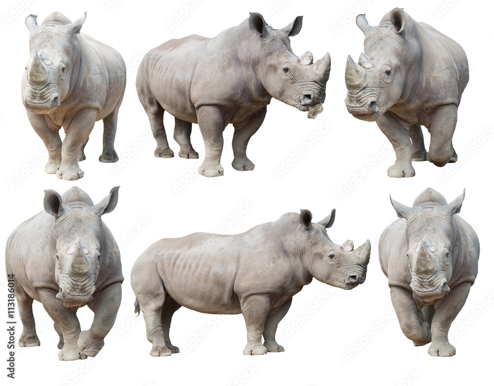 Naklejka premium nosorożec biały, nosorożec kwadratowy na białym tle