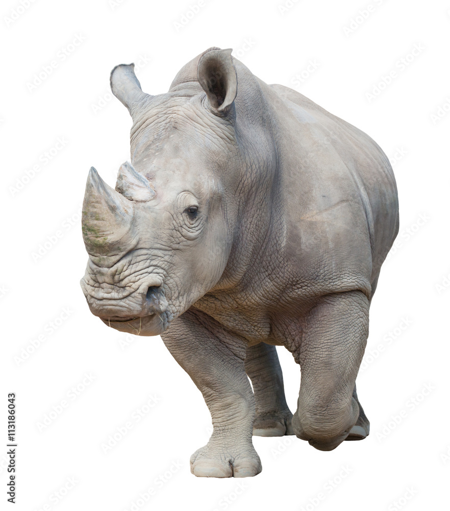 Naklejka premium biały nosorożec na białym tle