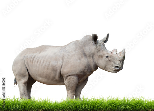 white rhinoceros  square-lipped rhinoceros isolated
