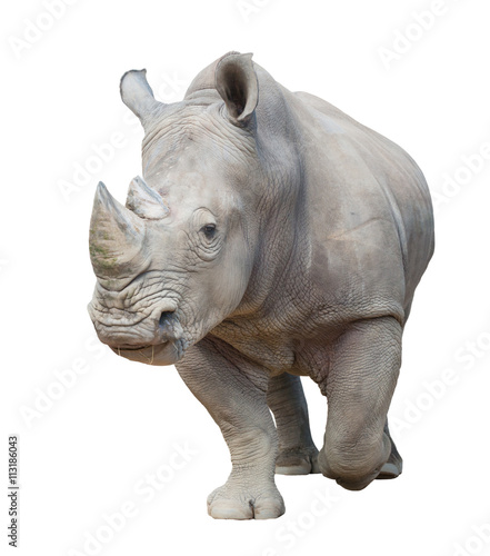 Canvastavla white rhinoceros isolated