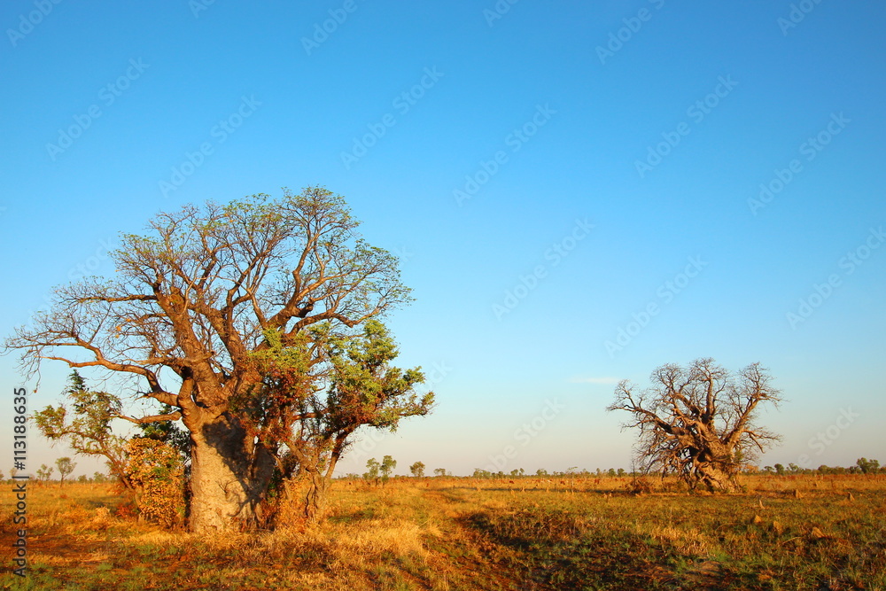 Fototapeta premium Baobab Tree, Kimberley, Australia