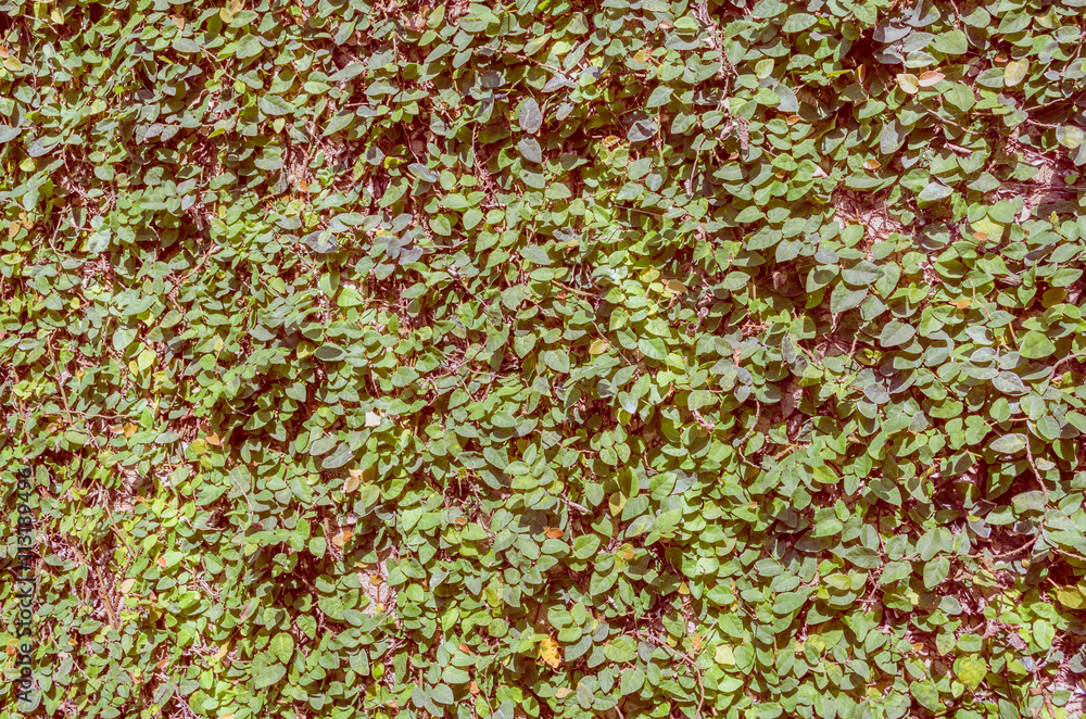 image of Leaf wall for background usage.