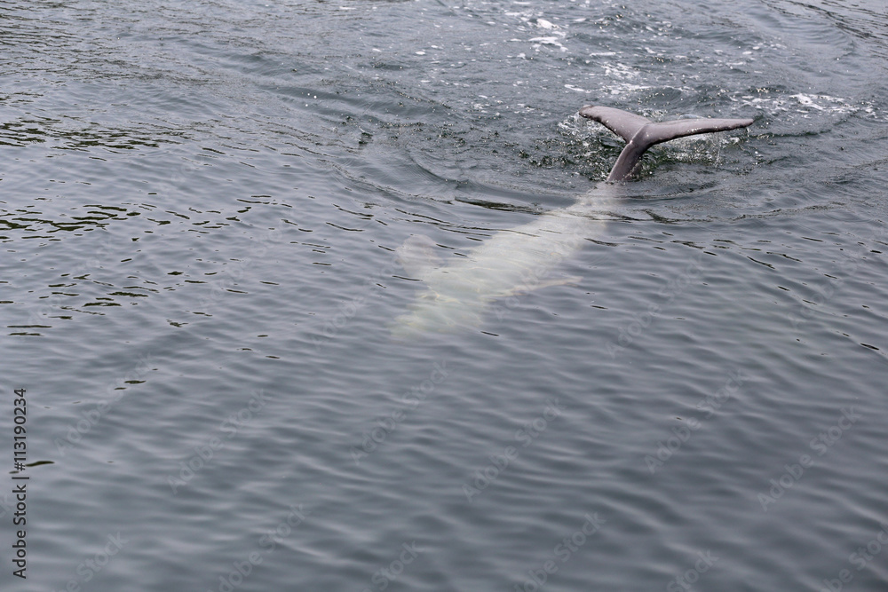 Fototapeta premium Dolphins is swimming water in the sea.