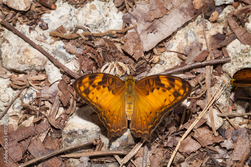 Vagrans egista butterfly eating mineral in the nature photo