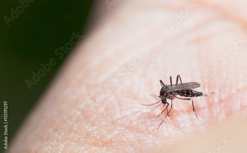 Aedes mosquito have noticeable white and black on their body and legs