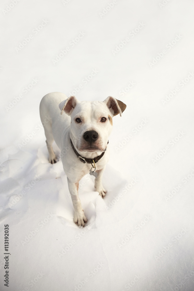 American bulldog standing in snow American bulldog standing in snow