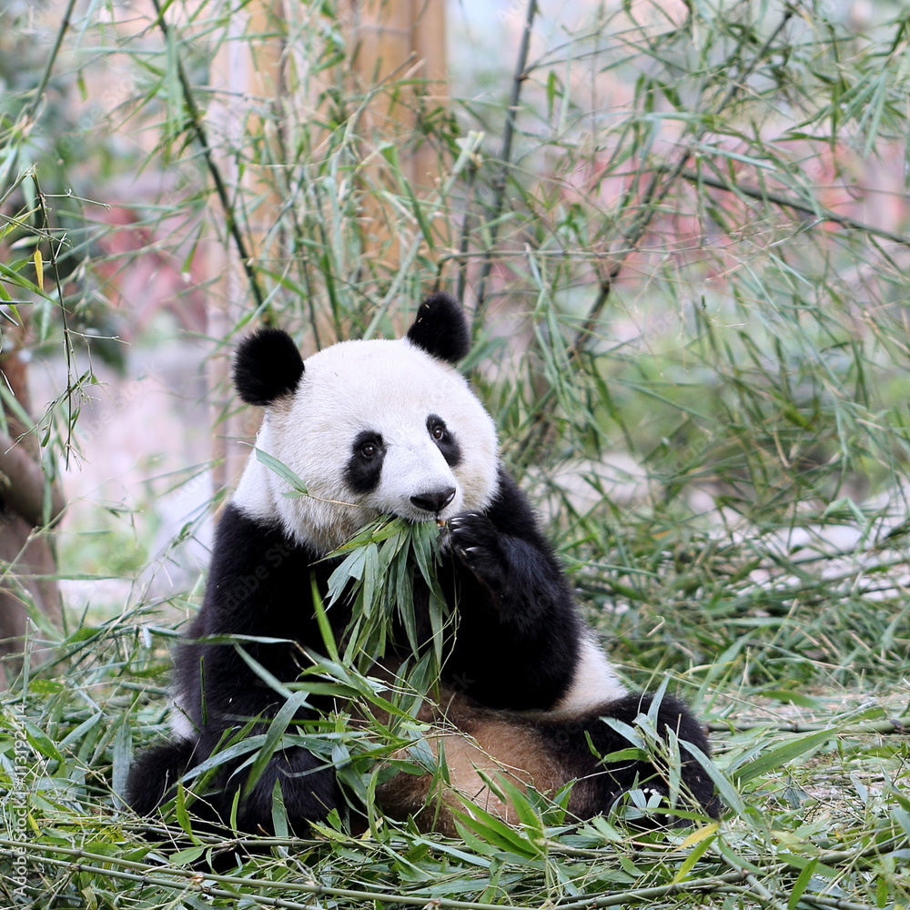 Fototapeta premium Panda Eating Bamboo