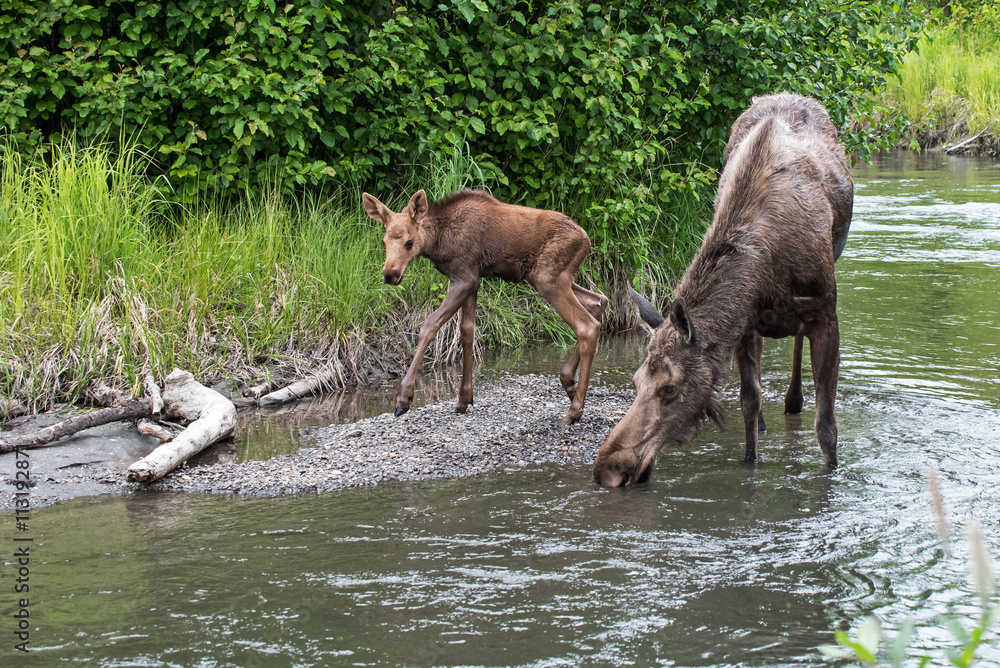 Moose cow and calf along a creek Moose cow and calf along a creek