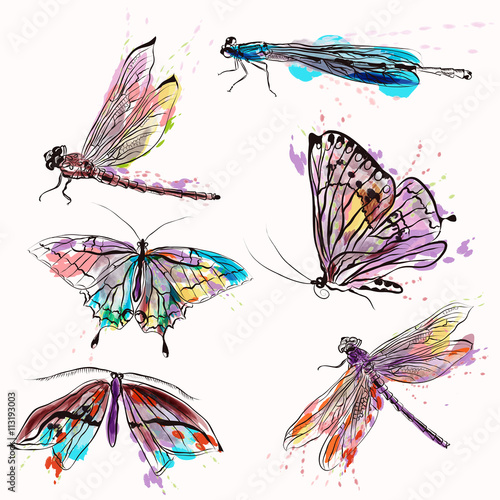 Set of detailed vector butterflies for design