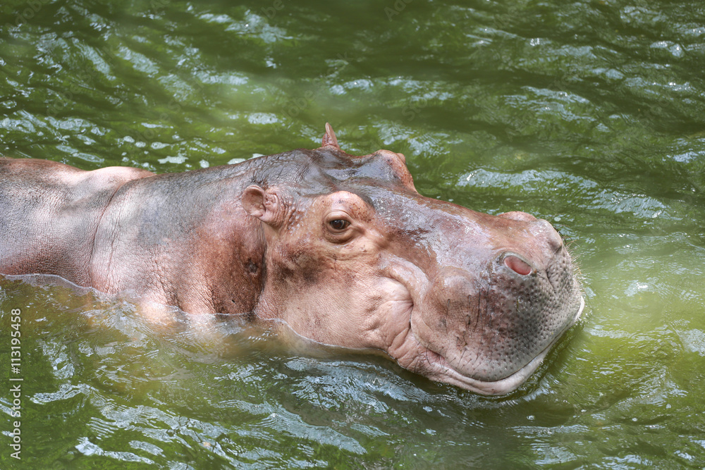 Fototapeta premium hippopotamus to soaking water.