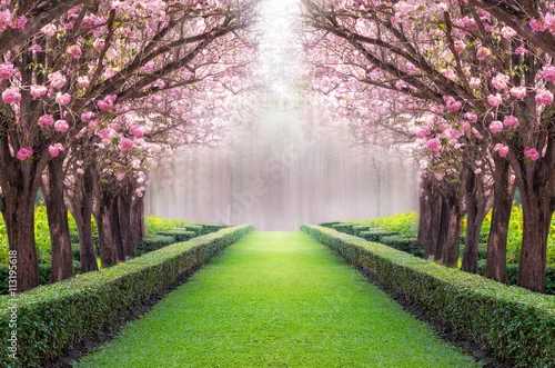 Obraz romantyczny tunel z kwitnącymi drzewami