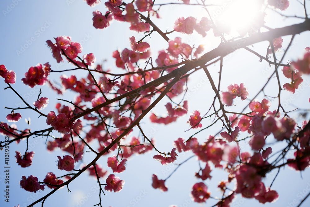 Low angle view of blossoms on tree Low angle view of blossoms on tree