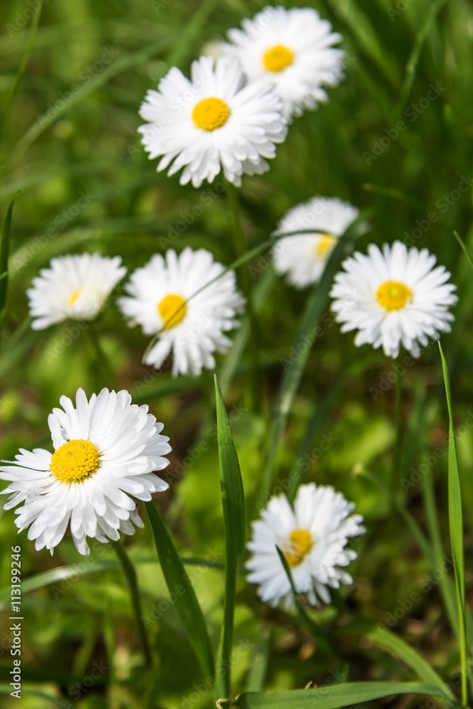 beautiful daisy flowers on a grass background