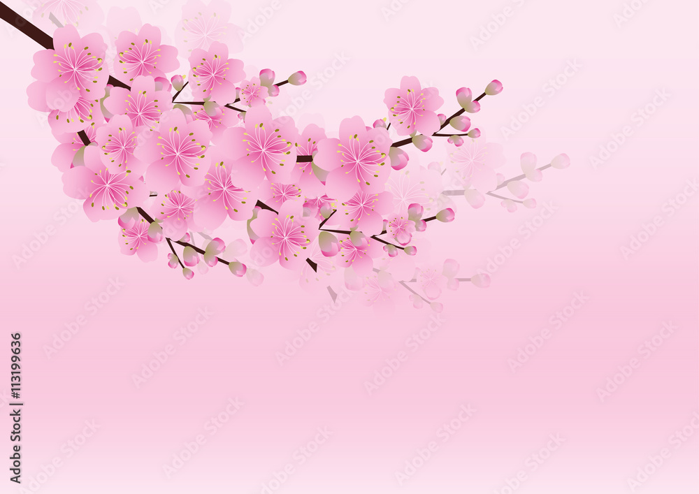 Fototapeta premium Sakura flowers background. cherry blossom isolated white backgro