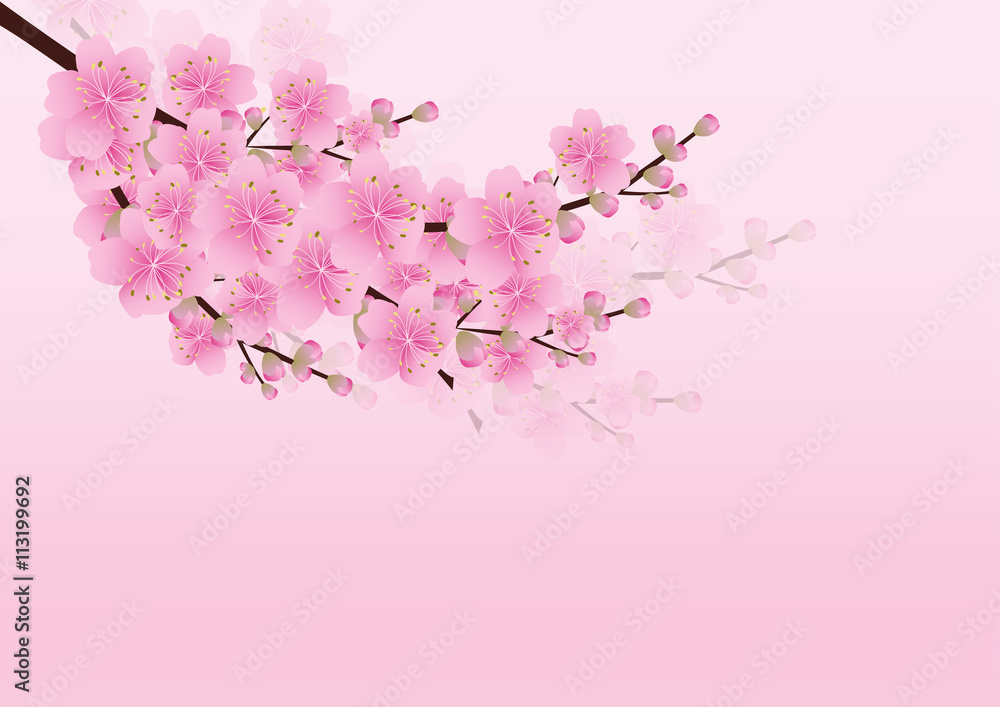 Fototapeta premium Sakura flowers background. cherry blossom isolated white backgro