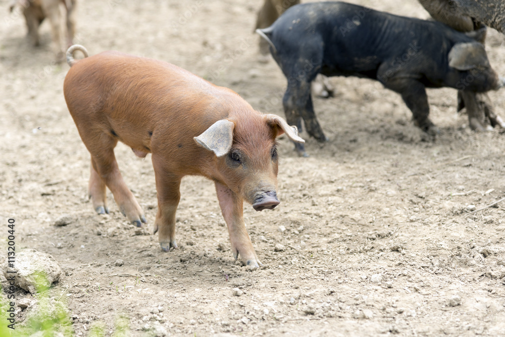 Fototapeta premium Braune und schwarze Ferkel im Freilauf
