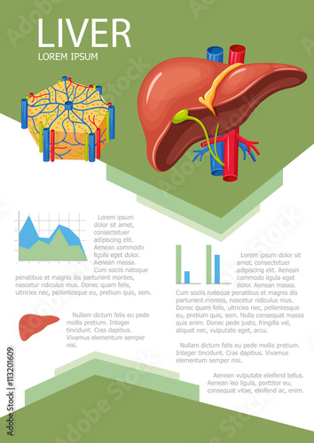 Human liver infographic