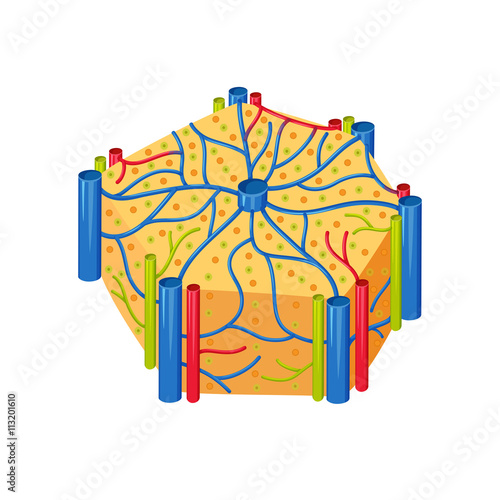Human liver lobes