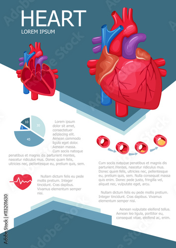 Human heart infographic