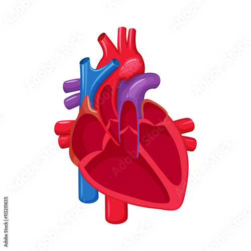 Human heart anatomy