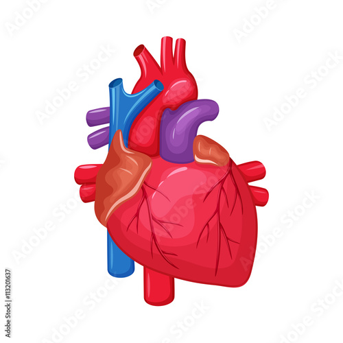 Human heart anatomy