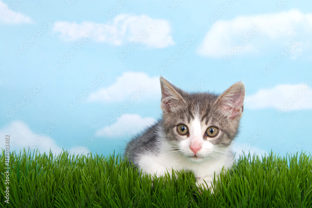 gray and white tabby kitten laying in green grass wtih blue background white clouds