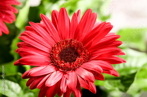 red gerbera