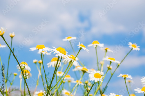 Daisies in a field against the blue sky © smallredgirl