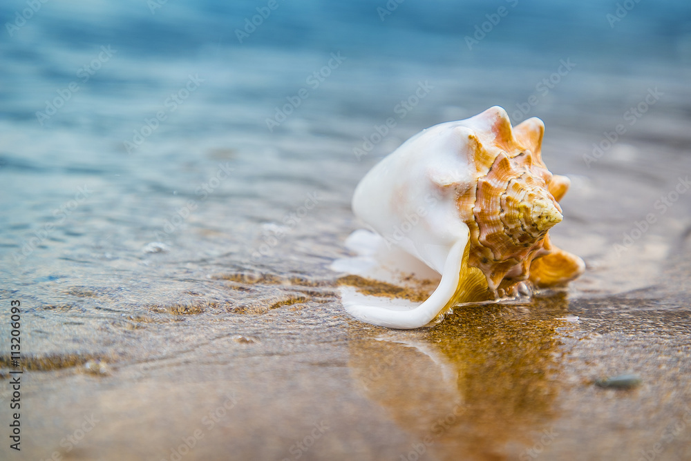 Seashell on sand of the beach in sunlight, background, close up Seashell on sand of the beach in sunlight, background, close up