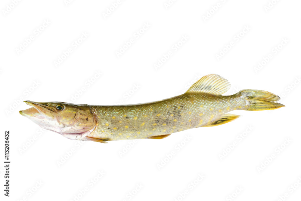Fish pike isolated on white background Fish pike isolated on white background