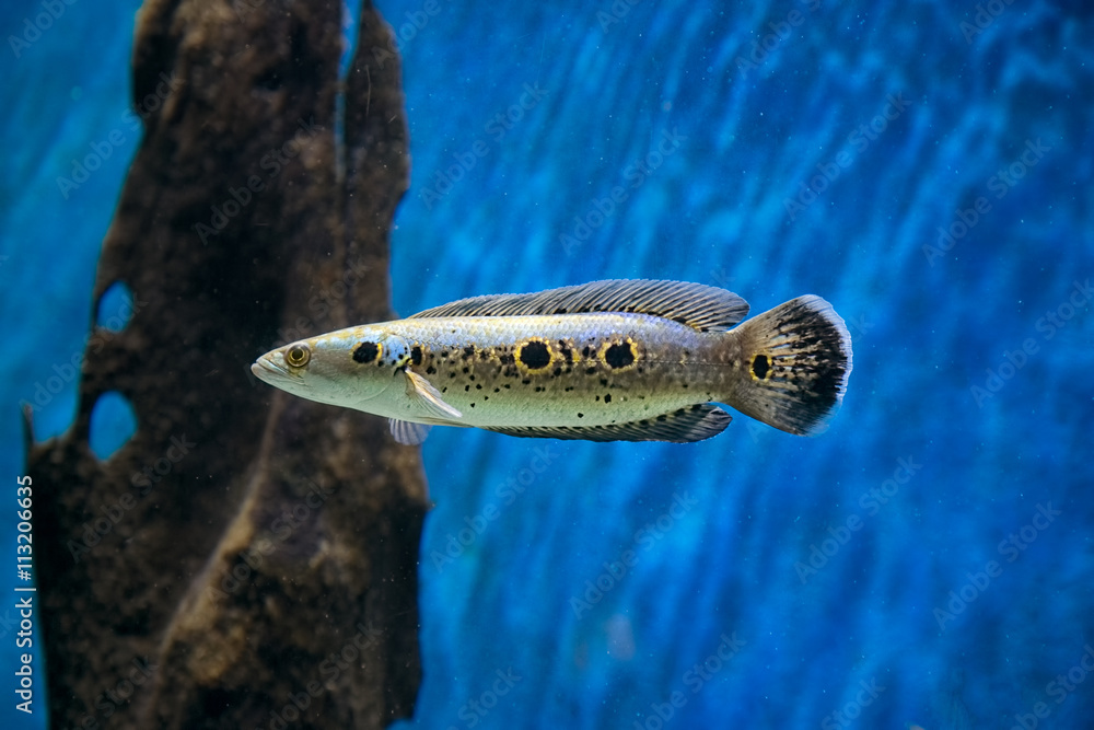 Fototapeta premium Fish in a tank