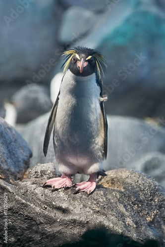 Penguin in zoo photo