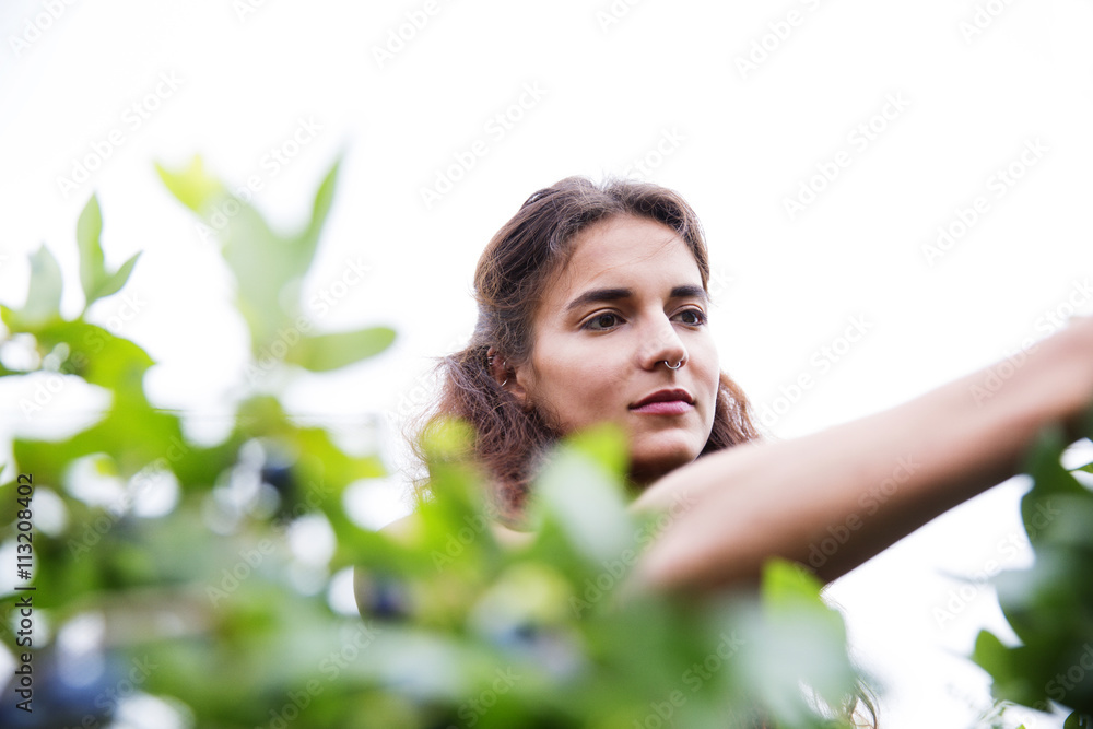 Low angle view of woman harvesting in blueberry farm against sky Low angle view of woman harvesting in blueberry farm against sky