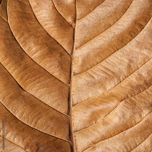 Old brown leaf texture background