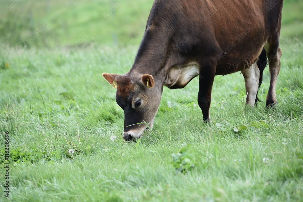 Fototapeta premium Jersey cattle