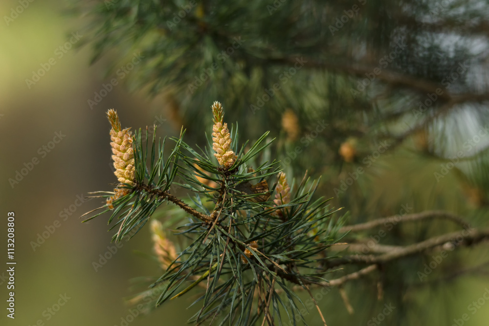 spruce cones on the tree