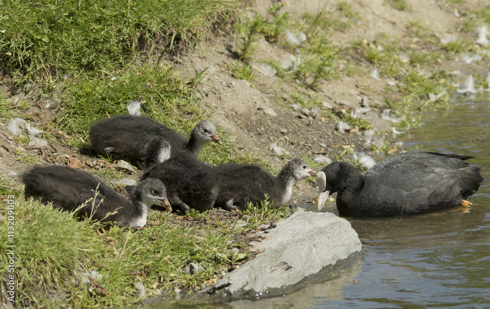 Coot with kids Coot with kids