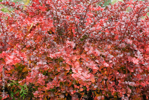 Berberis thunbergii (Latin Berberis thunbergii `Coronita`) photo