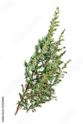 branch  taxus isolated on white